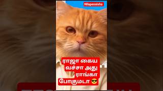 Download lagu Raja kaiyya wacha #cat #shorts #funny #comedy #viralvideo #tamilsong #kamalhit mp3