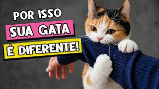 Por que as gatas NÃO SÃO como os machos: 9 Coisas que você precisa saber 🐈