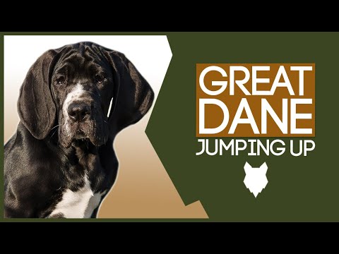 PUPPY TRAINING! Stop Your GREAT DANE Jumping Up