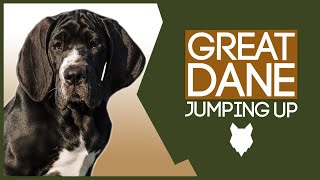 PUPPY TRAINING! Stop Your GREAT DANE Jumping Up