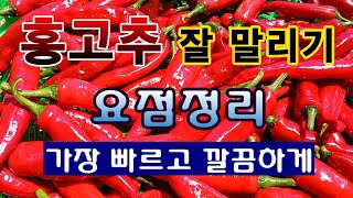 [텃밭농부 1,643]  홍고추를 수확 후 가장 빠르게 건조 시키는 방법.#고추재배 #고추건조