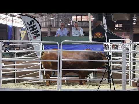 Droughtmaster Nasionale Veiling 2023 is witwarm!