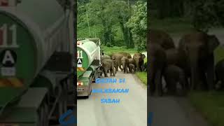 Download lagu oppss gajah nak lalu||kalabakan sabah mp3 Download lagu oppss gajah nak lalu||kalabakan sabah mp3