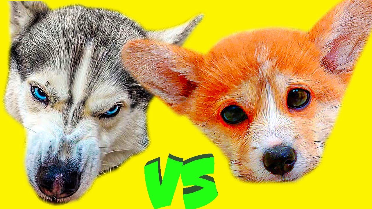 МСТИМ ЩЕНКУ КОРГИ КОРЖИКУ ЗА ЕГО НАГЛОСТЬ!! (Хаски Бандит) Говорящая собака