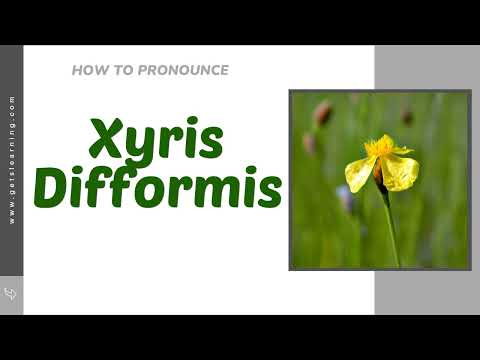 How to Say Xyris Difformis In British English