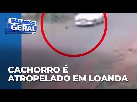 Motorista atropela cachorro em Loanda, no PR; câmera flagra ação
