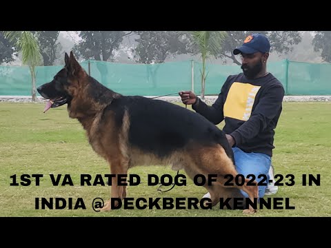 YORIS VOM OSTERBURGER- LAND  VA9 (2022-23)