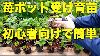 【いちごの苗作り】ポット受け育苗は簡単なので初心者向けの苗作り方法！ランナーで苗を増やそう