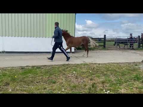 2yr old reg. Welsh Section B Gelding - Image 2