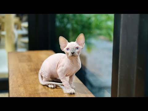 Diamond Queen Aziz | Sphynx Female Birth Date : 24/08/2023 (3 Month)