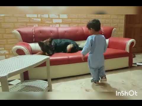 burhan and hamdan playing with German Shepherd #germanshepherd #dogsplaying #baby