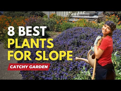 8 Best Plants for Slopes 🌻🌿🌷