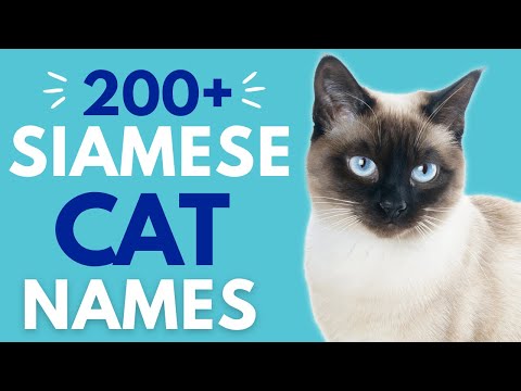 200+ Awesome SIAMESE Cat Names | Unisex, Unique, Thai, Boy & Girl Cat Names | Siamese Cats