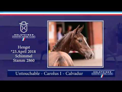 1. Holsteiner ONLINE-Fohlenauktion | Nr. 10 v. Untouchable - Carolus I