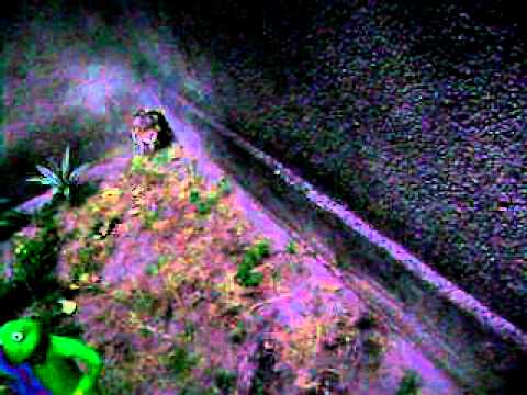 Coruja em minha casa