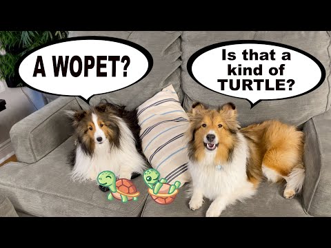 "A WOPET? Is that a kind of TURTLE?" 🐢🐶 a Biscuit Talky on Cricket "the sheltie" Chronicles e118