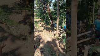 Download lagu musim panen #dangdut #cover #shortvideos #funny #funnypictures #viral #sawah mp3