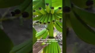 Download lagu Banana Fruit care, I was later mp3 Download lagu Banana Fruit care, I was later mp3