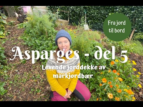 Asparges fra jord til bord - del 5 | Levende jorddekke av markjordbær