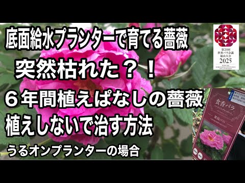 園芸 ヴァイオレット・ティランジー、空気の娘