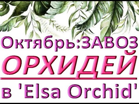 ПОТРЯСАЮЩИЙ завоз ОРХИДЕЙ в 'Elsa Orchid',октябрь 2021.ОРХИДЕИ ПОЧТОЙ,Самара,ссылки - в описании.