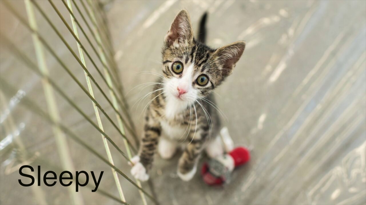 Happy Thanksgiving 2016 from the kitties!