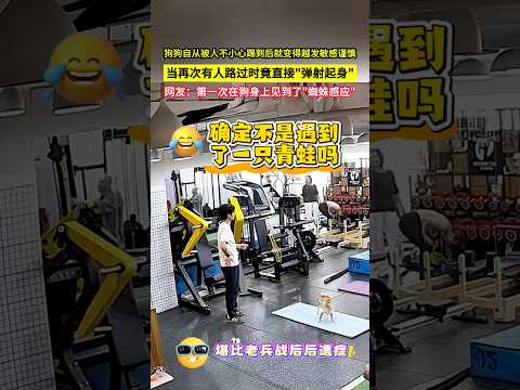 狗狗自從被人不小心踢到後就變得越發敏感謹慎，當再次有人路過時竟直接