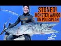 60 lb Wahoo STONED with a pole spear