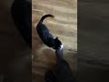 Neo The Best Friend Cat Tux Friendly Tuxedocat
