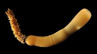 Phylum Priapulida: The Penis Worms