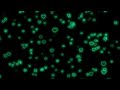 Fly Up💚Green Neon Light Heart  | Heart Background Video Loop | Animated Background | Wallpaper Heart