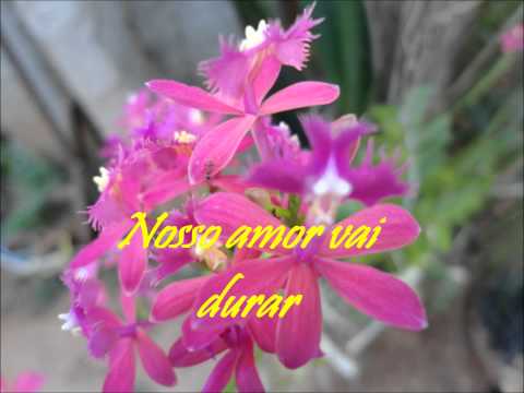 EDDU ALVES   Tudo que sinto é amor