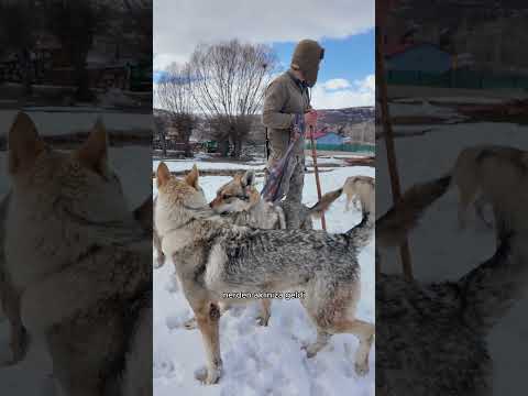 6 Yıldır Kurtlarla Yaşıyor: “Evlat gibiler”