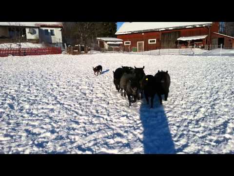 Renrosen Dayra 9 1/2 month