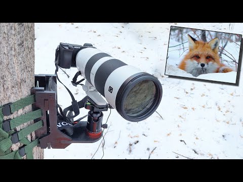 Building the ULTIMATE Trail Camera! (Sony 200-600mm lens + A6100)