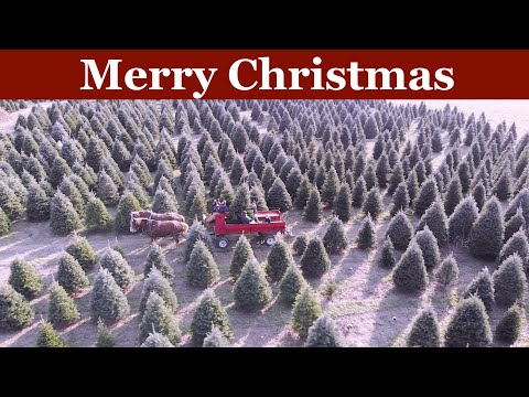 Heritage Tree Farm - Christmas Tree Season 2018