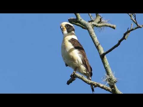 Laughing Falcon song