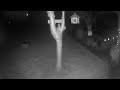 Strange alien walking creature captured on camera
