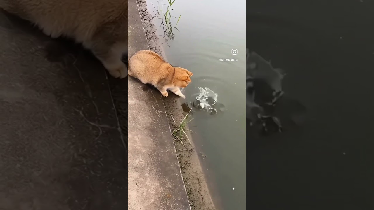 Here Fishy Fishy Fishy! 🤤