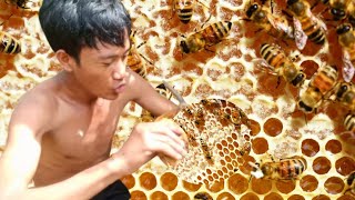 Amazing Find Giant HoneyBee For Food At The Forest, How To Find Giant HoneyBee by Chi Kha Kh
