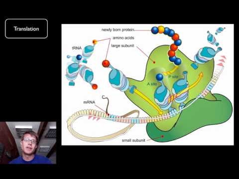 DNA and RNA - Part 2