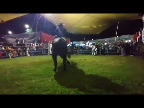 toro rascacielos vs charrito de San Gregorio
