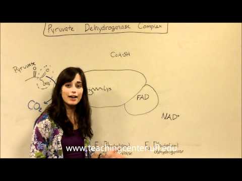 Pyruvate Dehydrogenase Complex