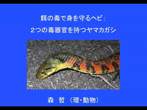 第20回 MACSコロキウム  講演1「餌の毒で身を守るヘビ：２つの毒器官を持つヤマカガシ」