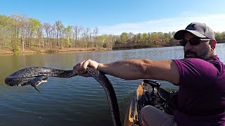 DID IT BITE ME!?! Big Snakes & Bass Fishing (The Spawn Is ON!!!)