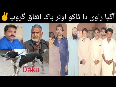 Top Class Bully Breed Dog Name Ravi da Daku Owner Mehar Imran Master M Ali Wattu#doglover#dog