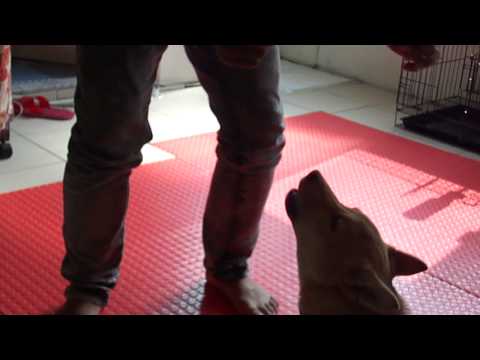 我家minu會唱歌(原發表者:minu媽)(影片)