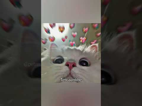 Bhool Bhulaiyaa | Akshay Kumar, Vidya Balan | Neeraj Shridhar | Pritam | Pet Music Videos