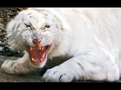 Bengal Tiger Vs Sumatran Tigers |  fight to death