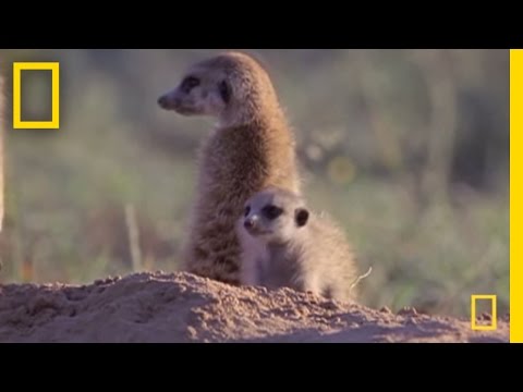 Erdmännchen-Unfug | National Geographic